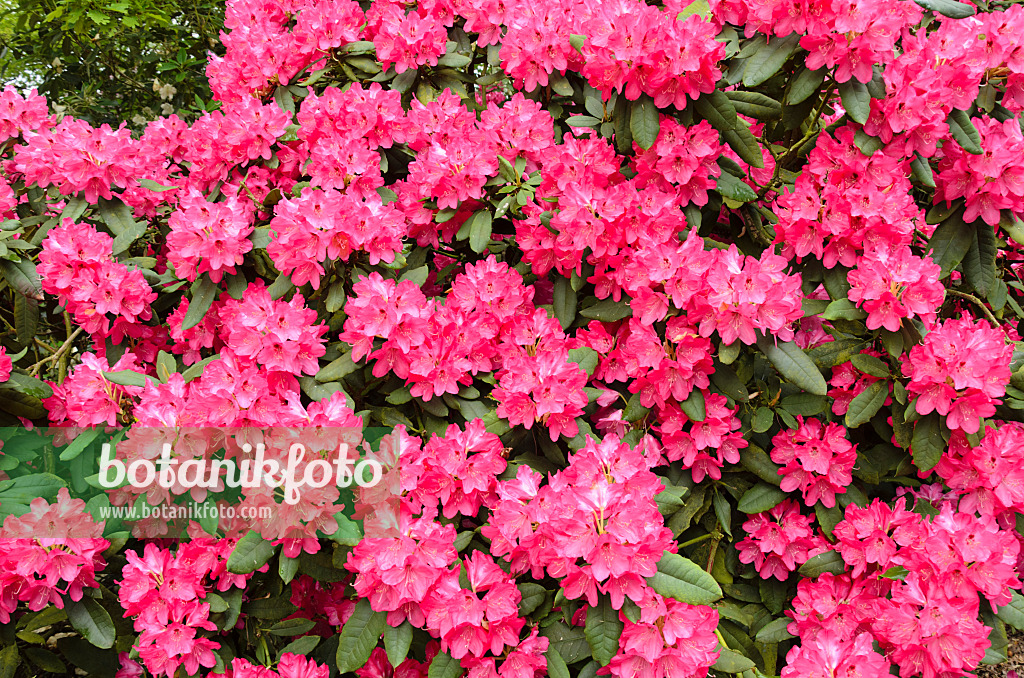 520398 - Large-flowered rhododendron hybrid (Rhododendron Ronsdorf)