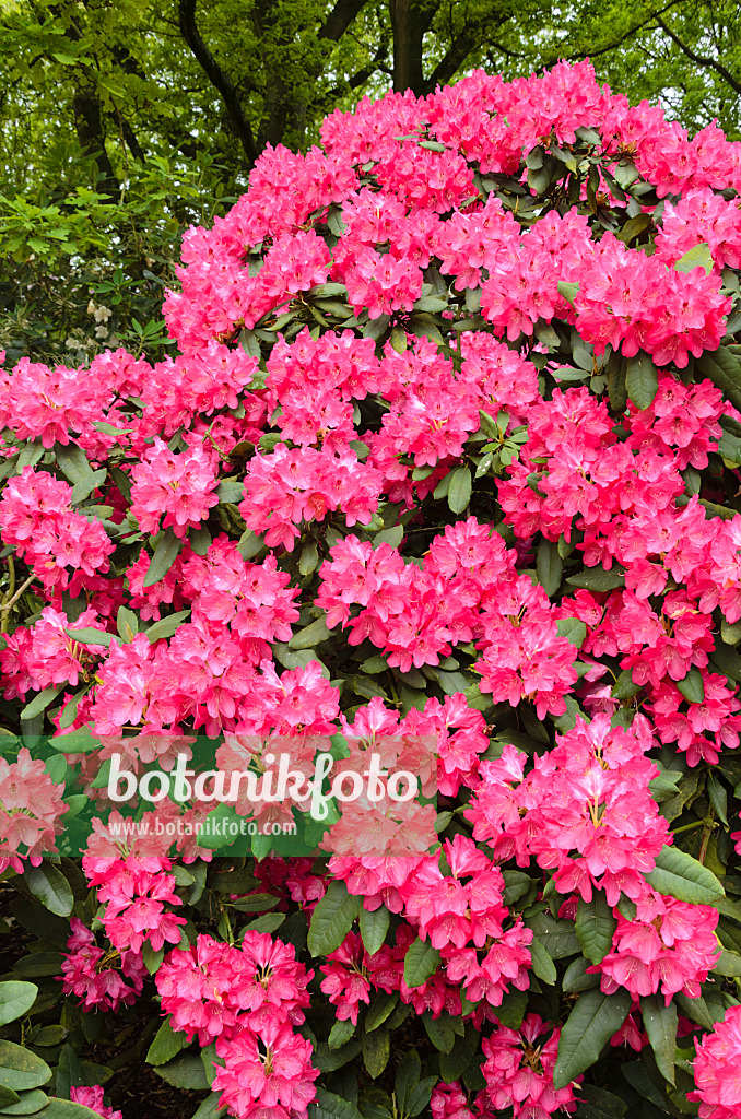 520399 - Large-flowered rhododendron hybrid (Rhododendron Ronsdorf)