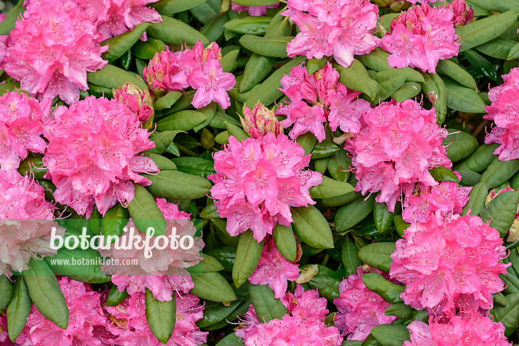 558210 - Large-flowered rhododendron hybrid (Rhododendron Catharine van Tol)