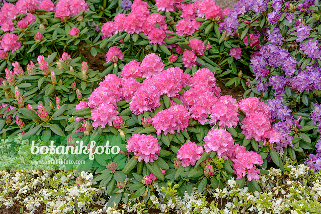 558211 - Large-flowered rhododendron hybrid (Rhododendron Catharine van Tol)