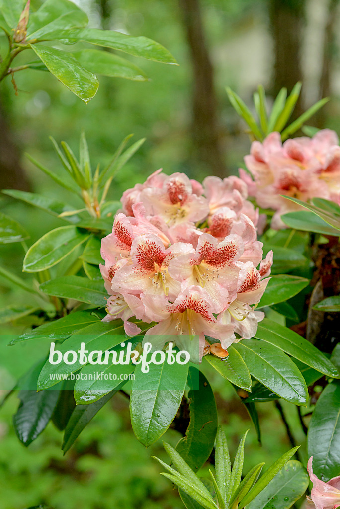 558222 - Large-flowered rhododendron hybrid (Rhododendron Phillip)