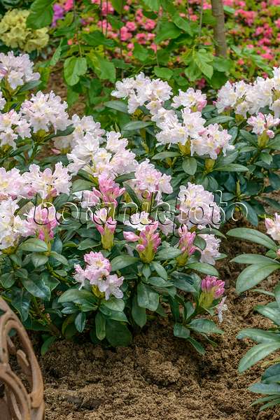 575307 - Large-flowered rhododendron hybrid (Rhododendron Cunningham's White)