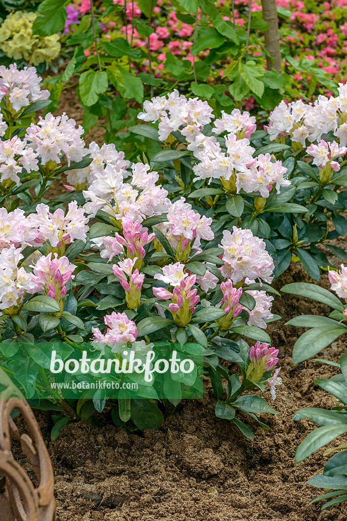 575307 - Large-flowered rhododendron hybrid (Rhododendron Cunningham's White)