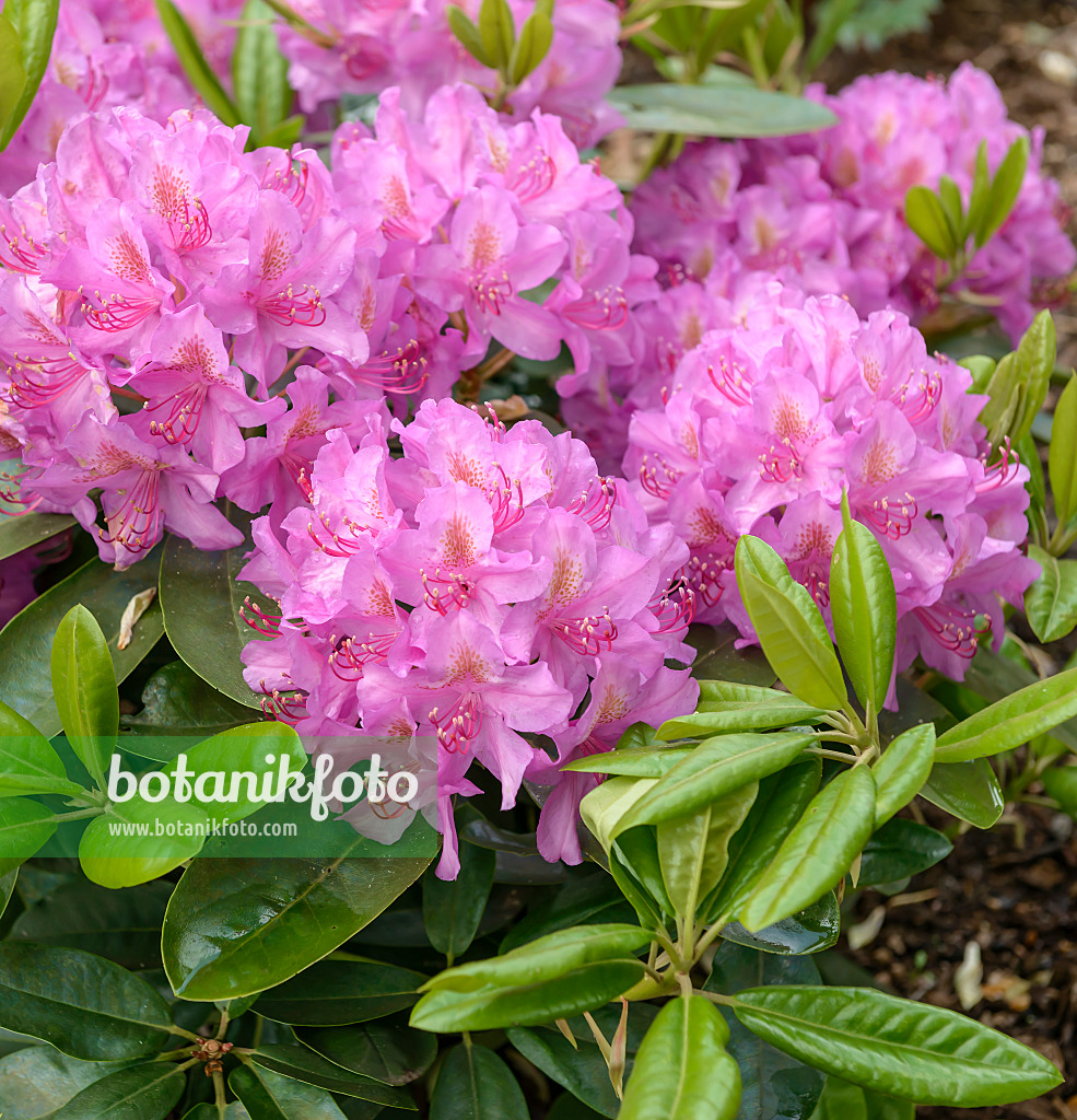 575313 - Large-flowered rhododendron hybrid (Rhododendron Pink Purple Dream)