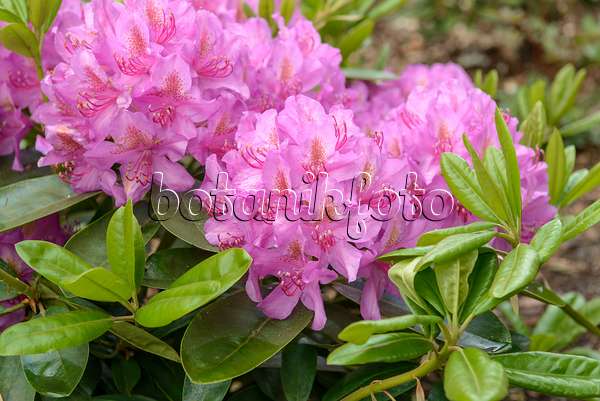 575314 - Large-flowered rhododendron hybrid (Rhododendron Pink Purple Dream)