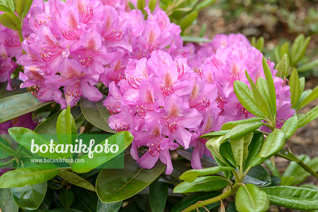 575314 - Large-flowered rhododendron hybrid (Rhododendron Pink Purple Dream)