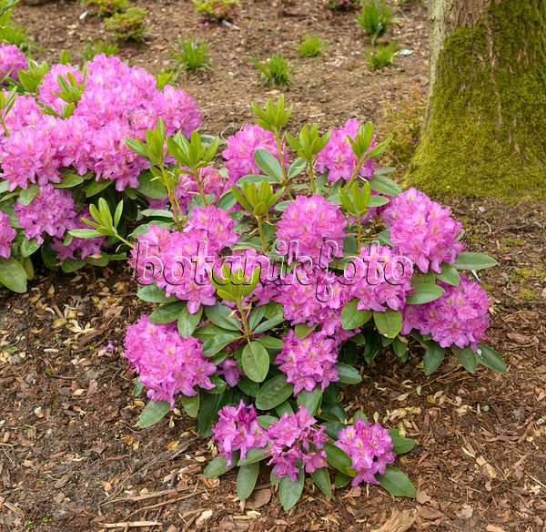 575315 - Large-flowered rhododendron hybrid (Rhododendron Pink Purple Dream)