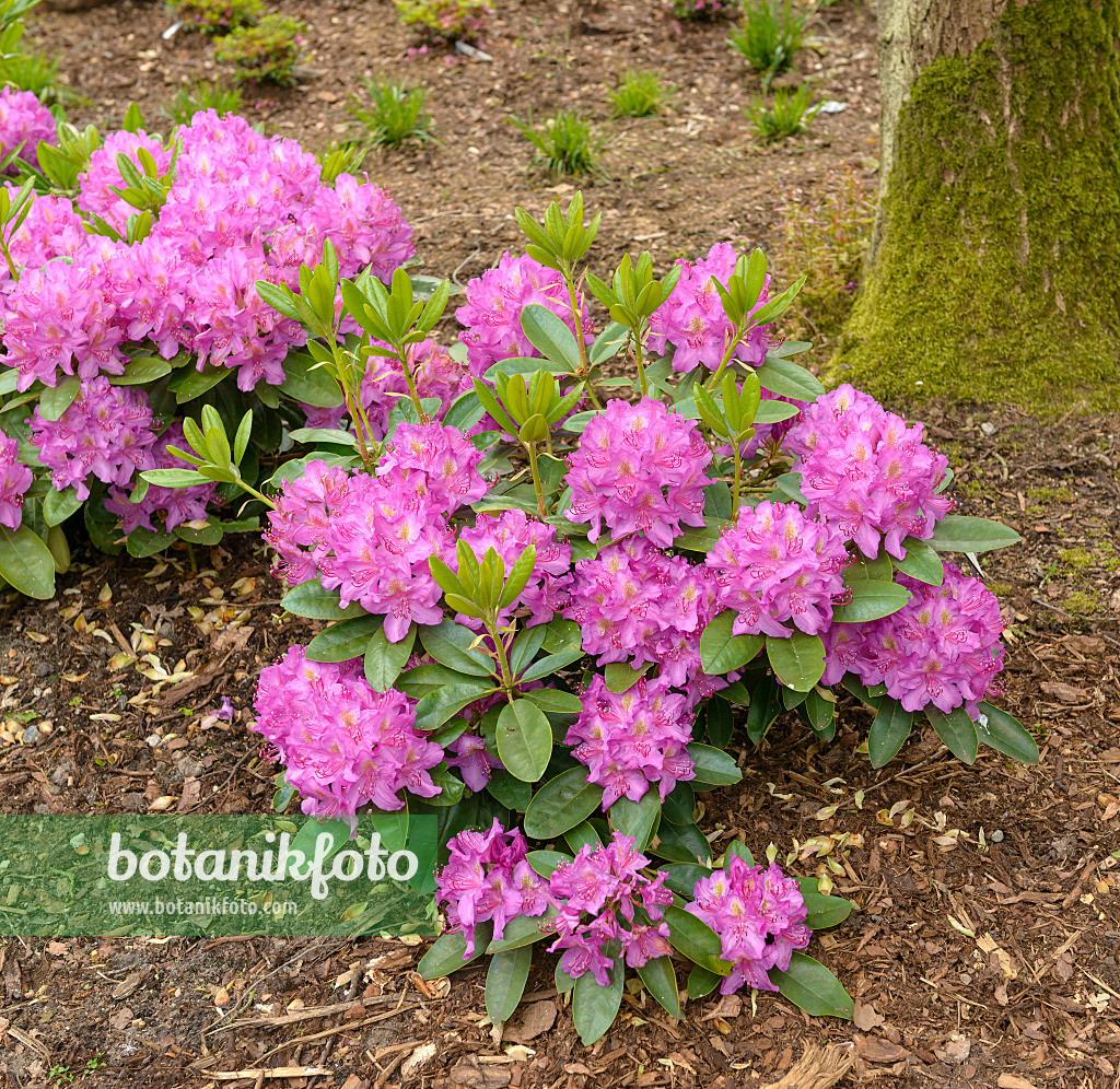 575315 - Large-flowered rhododendron hybrid (Rhododendron Pink Purple Dream)