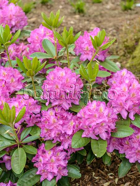 575316 - Large-flowered rhododendron hybrid (Rhododendron Pink Purple Dream)