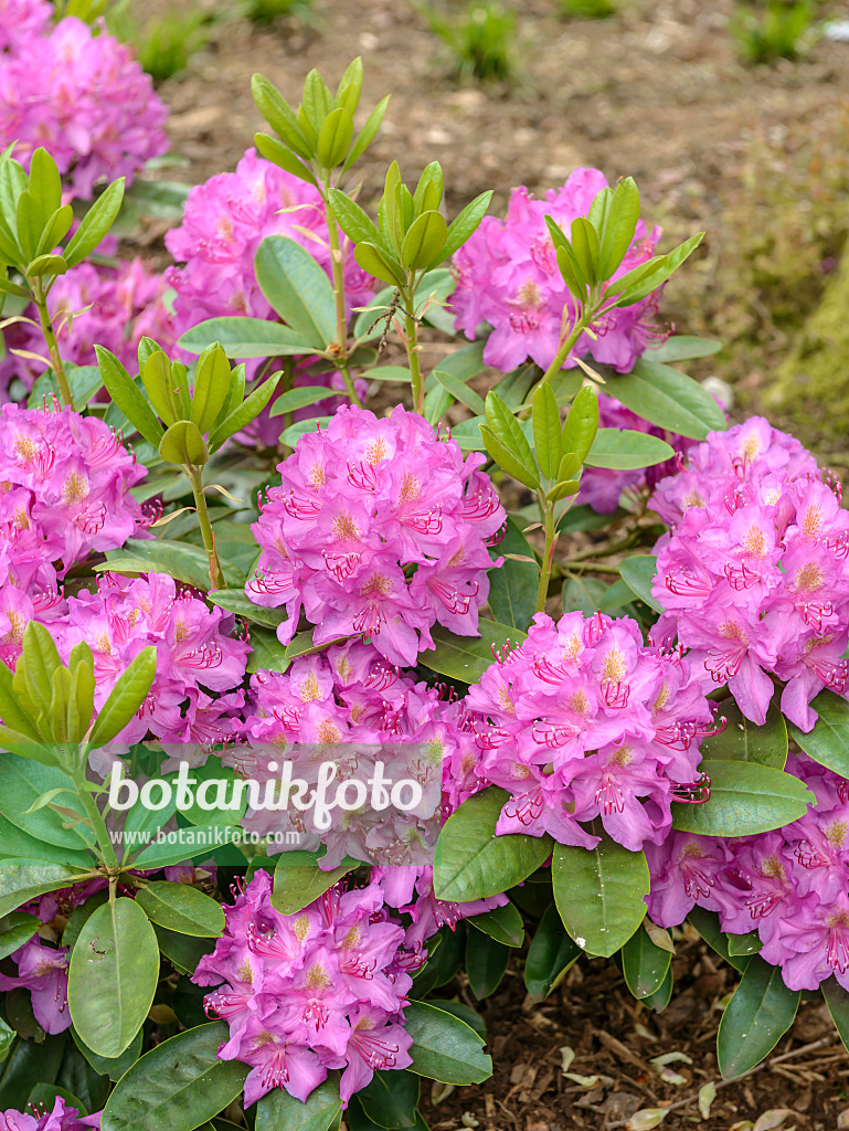 575316 - Large-flowered rhododendron hybrid (Rhododendron Pink Purple Dream)