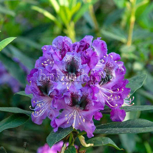 616306 - Large-flowered rhododendron hybrid (Rhododendron Blaue Jungs)
