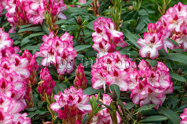 616307 - Large-flowered rhododendron hybrid (Rhododendron Hachmanns Charmant)