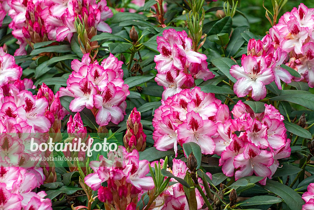 616307 - Large-flowered rhododendron hybrid (Rhododendron Hachmanns Charmant)