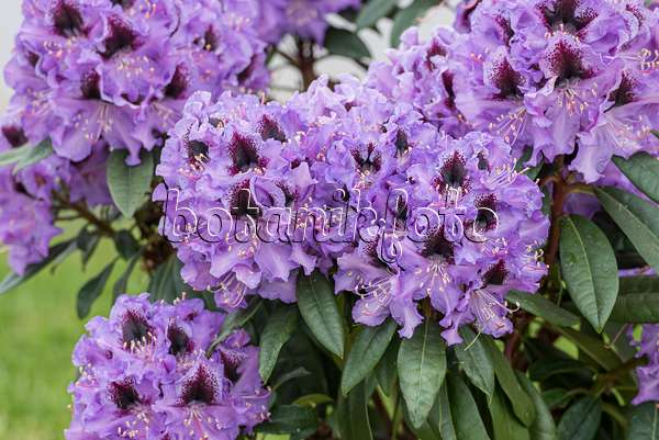 616308 - Large-flowered rhododendron hybrid (Rhododendron Metallica)