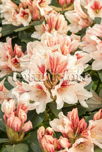 638220 - Large-flowered rhododendron hybrid (Rhododendron Amber Kiss)