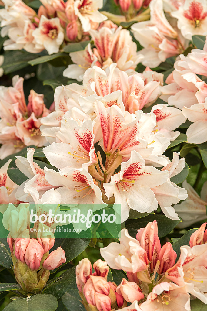 638220 - Large-flowered rhododendron hybrid (Rhododendron Amber Kiss)