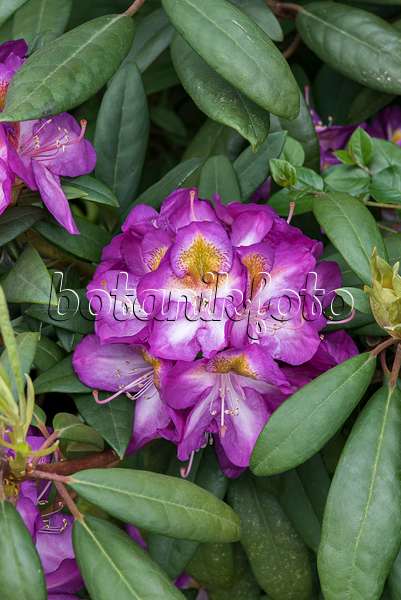 638226 - Large-flowered rhododendron hybrid (Rhododendron Blue Bell)