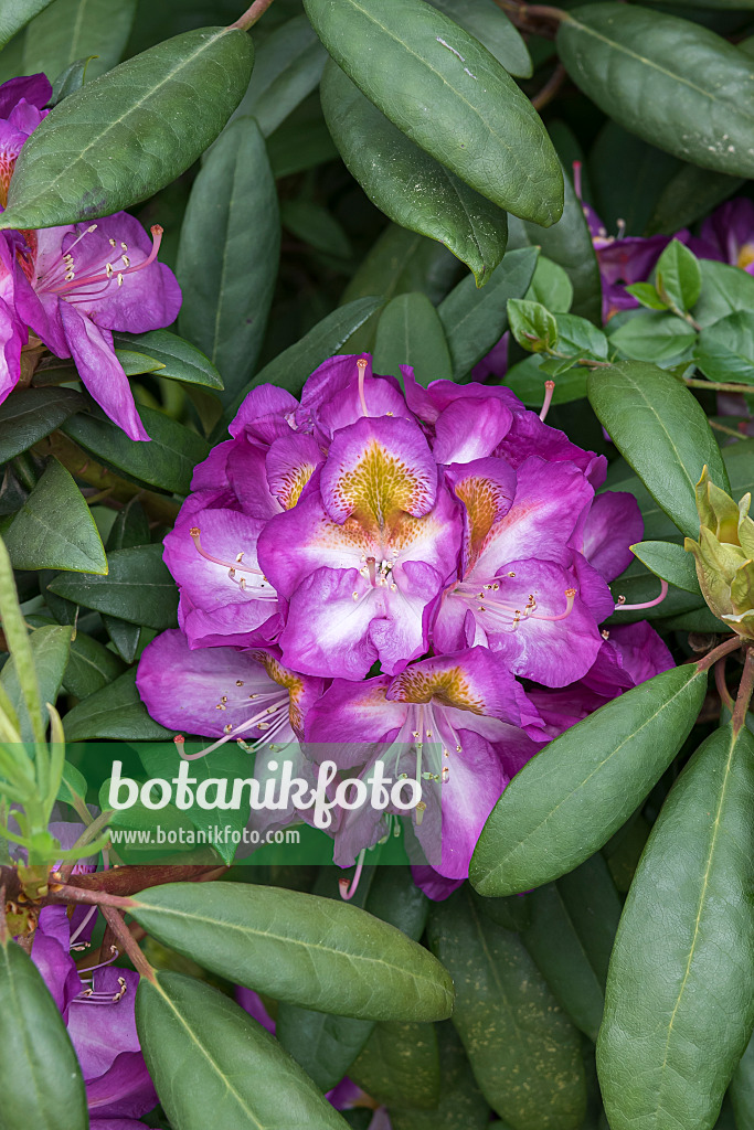 638226 - Large-flowered rhododendron hybrid (Rhododendron Blue Bell)