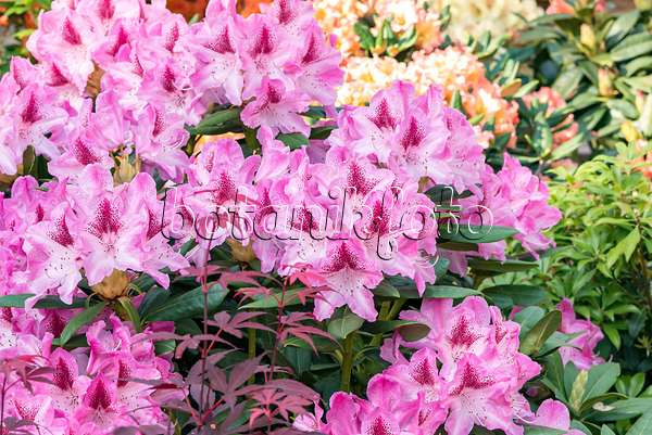638229 - Large-flowered rhododendron hybrid (Rhododendron caucasicum 'Cosmopolitan')