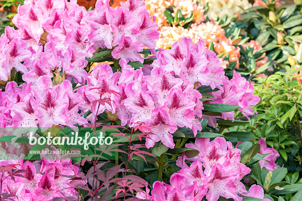 638229 - Large-flowered rhododendron hybrid (Rhododendron caucasicum 'Cosmopolitan')