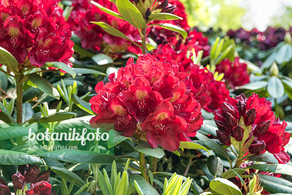 638238 - Large-flowered rhododendron hybrid (Rhododendron Francesca)