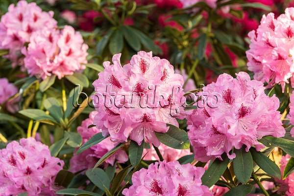 638239 - Large-flowered rhododendron hybrid (Rhododendron Gräfin Sonja)