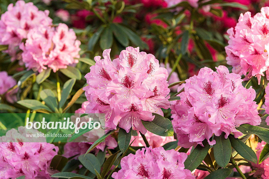 638239 - Large-flowered rhododendron hybrid (Rhododendron Gräfin Sonja)