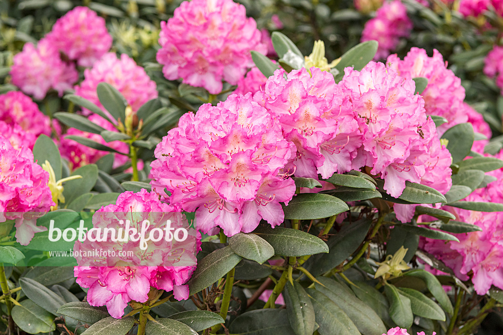 638240 - Large-flowered rhododendron hybrid (Rhododendron Hachmann's Mazurka)