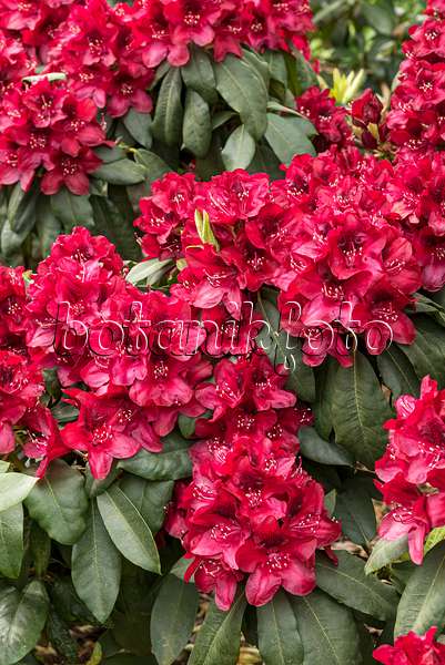 638241 - Large-flowered rhododendron hybrid (Rhododendron Hachmanns Matador)