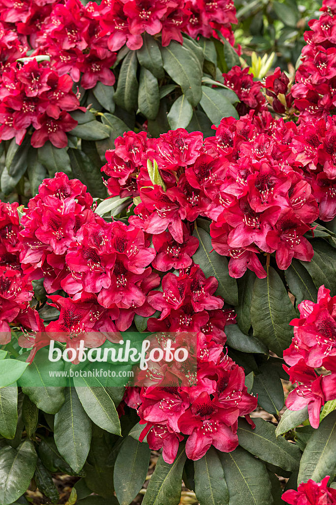 638241 - Large-flowered rhododendron hybrid (Rhododendron Hachmanns Matador)