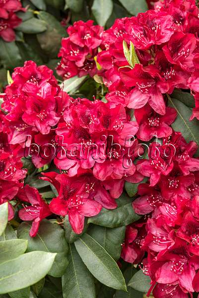 638242 - Large-flowered rhododendron hybrid (Rhododendron Hachmanns Matador)