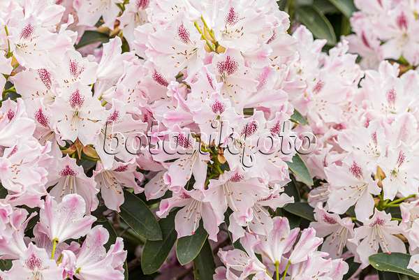 638244 - Large-flowered rhododendron hybrid (Rhododendron Helen Martin)