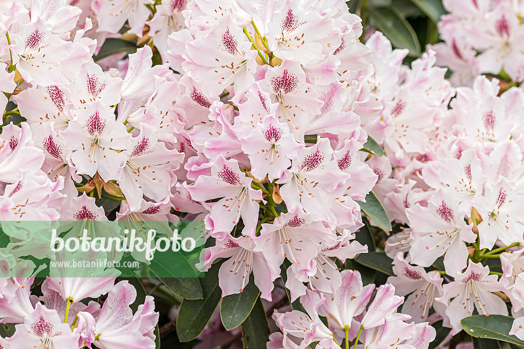 638244 - Large-flowered rhododendron hybrid (Rhododendron Helen Martin)