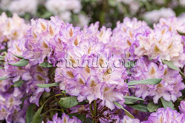 638248 - Large-flowered rhododendron hybrid (Rhododendron Husky)