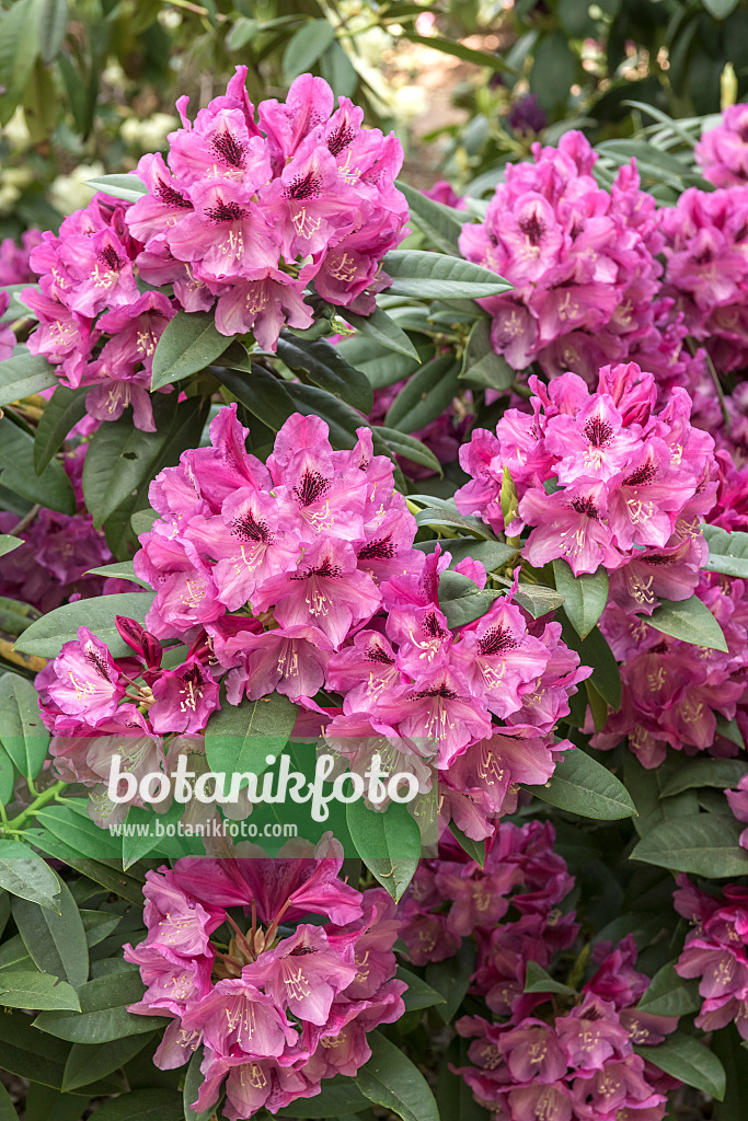 638272 - Large-flowered rhododendron hybrid (Rhododendron Professor Hugo de Vries)