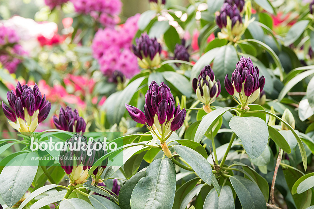 638273 - Large-flowered rhododendron hybrid (Rhododendron Purpureum Elegans)