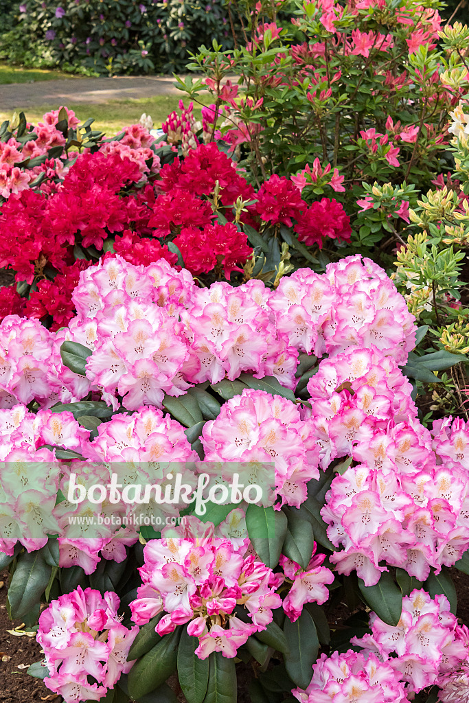 638280 - Large-flowered rhododendron hybrid (Rhododendron Saskia)