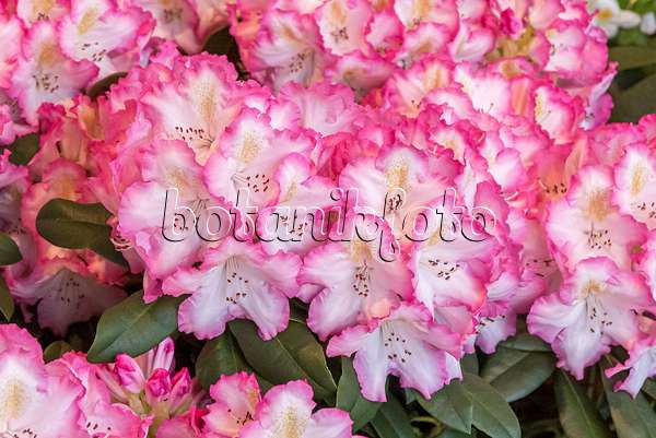 638282 - Large-flowered rhododendron hybrid (Rhododendron Saskia)