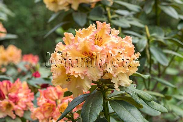 638283 - Large-flowered rhododendron hybrid (Rhododendron Showgirl)