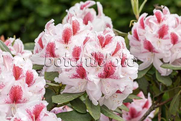 638298 - Large-flowered rhododendron hybrid (Rhododendron Belami)