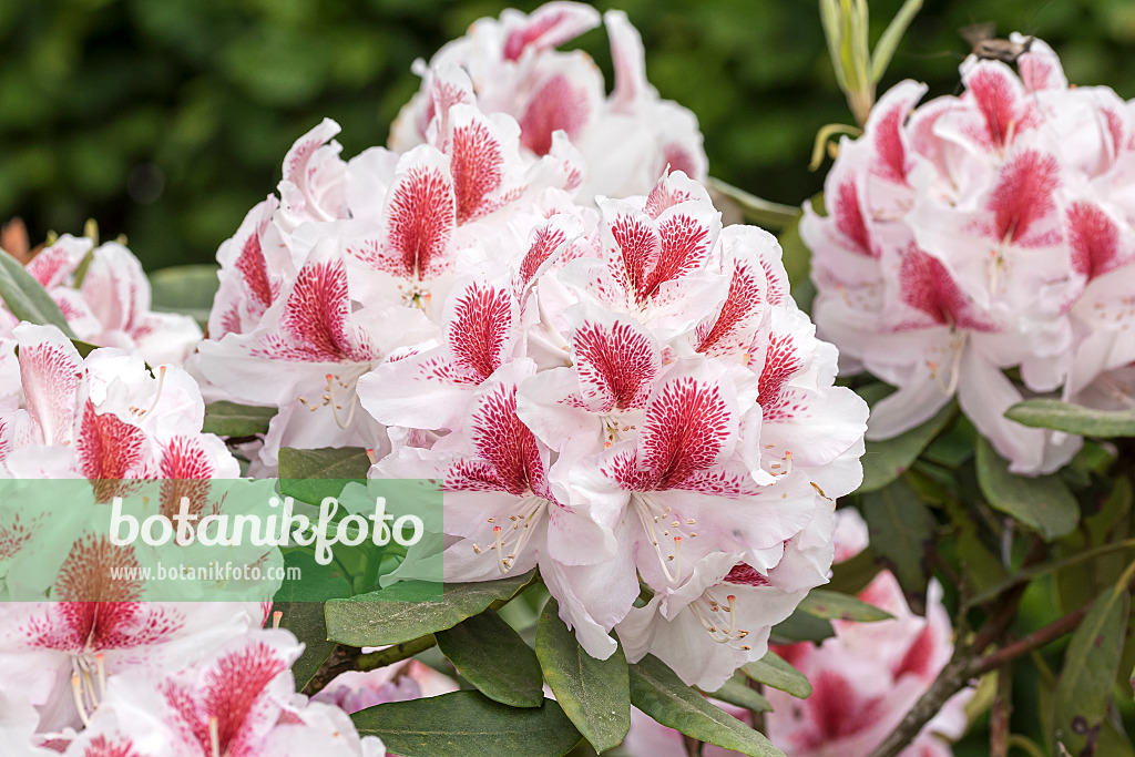 638298 - Large-flowered rhododendron hybrid (Rhododendron Belami)