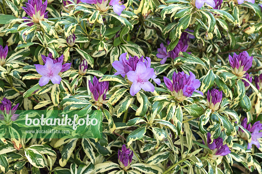 638308 - Large-flowered rhododendron hybrid (Rhododendron Aureovariegatum)