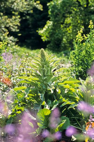 390159 - Large flowering mullein (Verbascum densiflorum)
