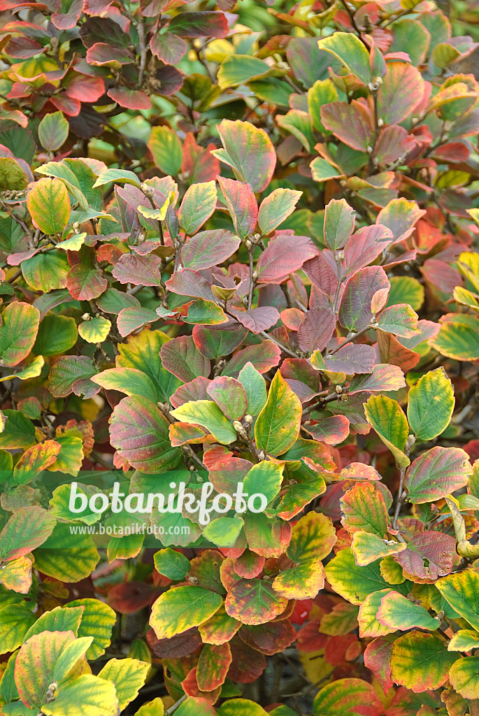 502205 - Large fothergilla (Fothergilla major)