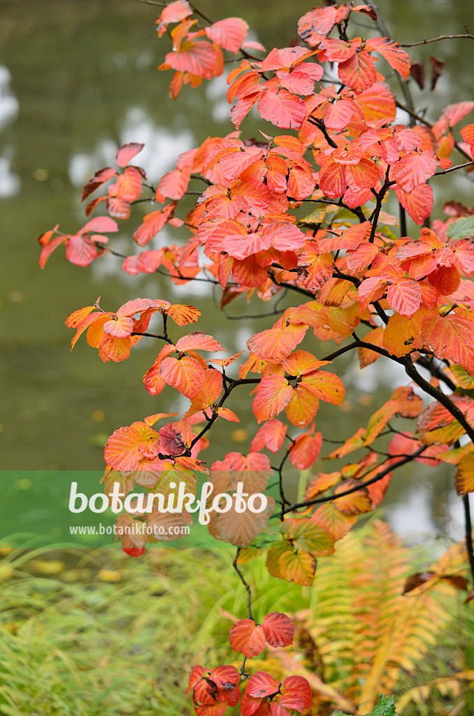 549110 - Large fothergilla (Fothergilla major)