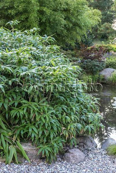 638134 - Large-leaved bamboo (Indocalamus tessellatus)