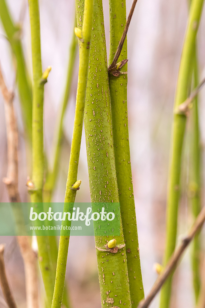 638365 - Large-leaved lime (Tilia platyphyllos 'Aurea')