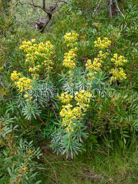424112 - Large Mediterranean spurge (Euphorbia characias)