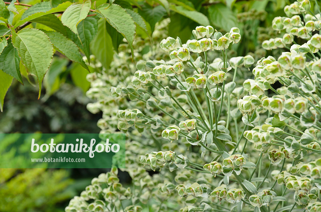 508156 - Large Mediterranean spurge (Euphorbia characias 'Glacier Blue')