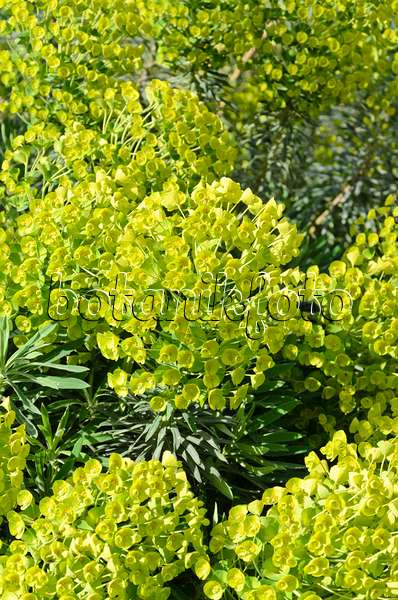 531181 - Large Mediterranean spurge (Euphorbia characias subsp. wulfenii)